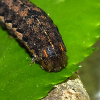 Metaxaglaea viatica