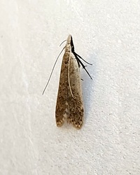 Dichomeris punctidiscellus