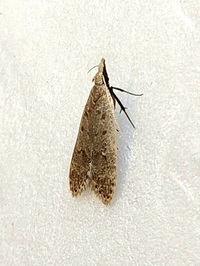 Dichomeris punctidiscellus