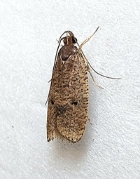 Psilocorsis reflexella