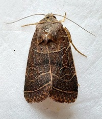 Orthodes majuscula