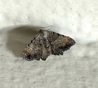 Macaria transitaria