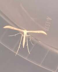 Hellinsia unidentified species
