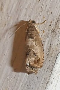 Notocelia rosaecolana