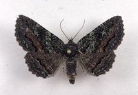 Zale aeruginosa