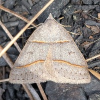 Ptichodis bistrigata