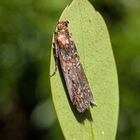 Adelphia petrella