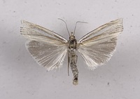 Crambus laqueatellus