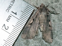 Xestia unidentified species