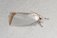Urola nivalis