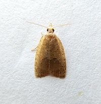 Sparganothoides lentiginosana