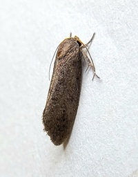 Acrolophus spilotus