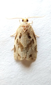 Archips grisea