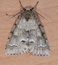 Acronicta innotata