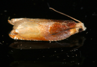 Ancylis divisana