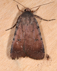 Anicla lubricans