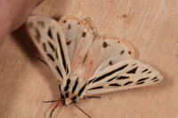 Apantesis arge