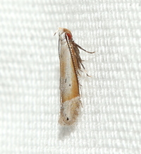 Battaristis new species