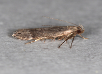 Bryotropha unidentified species
