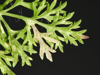 Bucculatrix new species 2 - on Eupatorium compositifolium