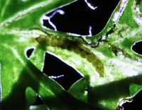Bucculatrix new species 2 - on Eupatorium compositifolium