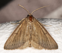Caenurgia chloropha