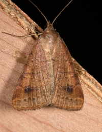 Caenurgia chloropha