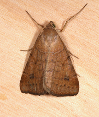 Caenurgia chloropha