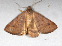 Caenurgia chloropha