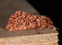 Callopistria granitosa