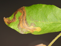 Cameraria caryaefoliella