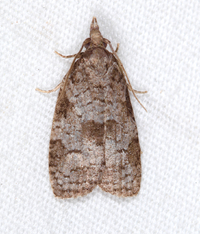 Cenopis cana