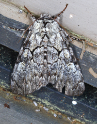 Charadra deridens