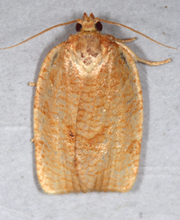 Choristoneura unidentified species