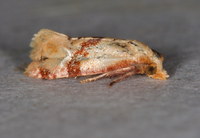 Cochylis caulocatax