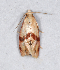 Cochylis caulocatax