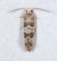 Corticivora clarki