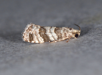 Corticivora clarki