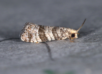 Corticivora clarki