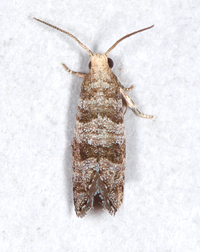 Corticivora clarki