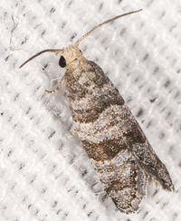 Corticivora clarki