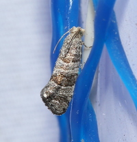 Corticivora clarki