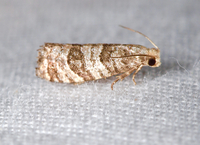 Corticivora clarki