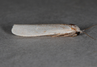 Crambidia pura