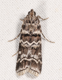 Dioryctria amatella