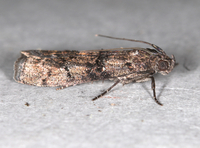 Dioryctria unidentified species