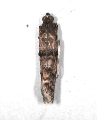 Dioryctria unidentified species