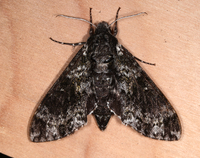 Dolba hyloeus