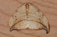 Drepana arcuata