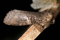 Ellida caniplaga
